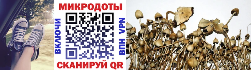 Псилоцибиновые грибы Psilocybine cubensis  Городовиковск 